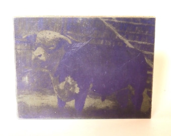 May include: A black and white photograph of a cow, printed on a purple background.
