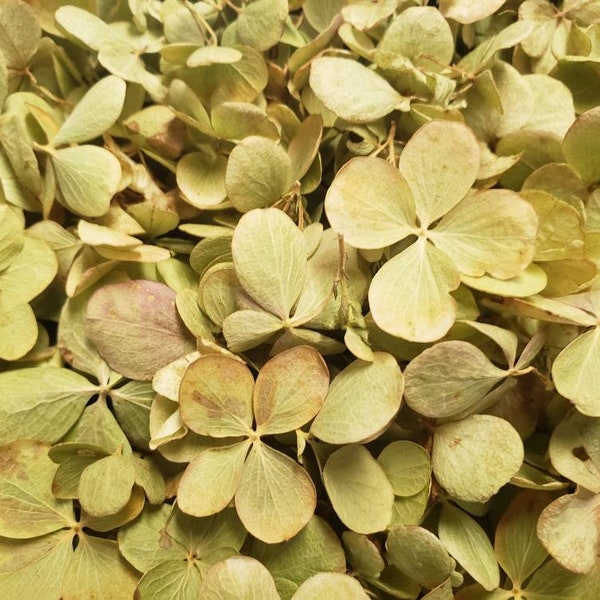 Dried Hydrangea Etsy