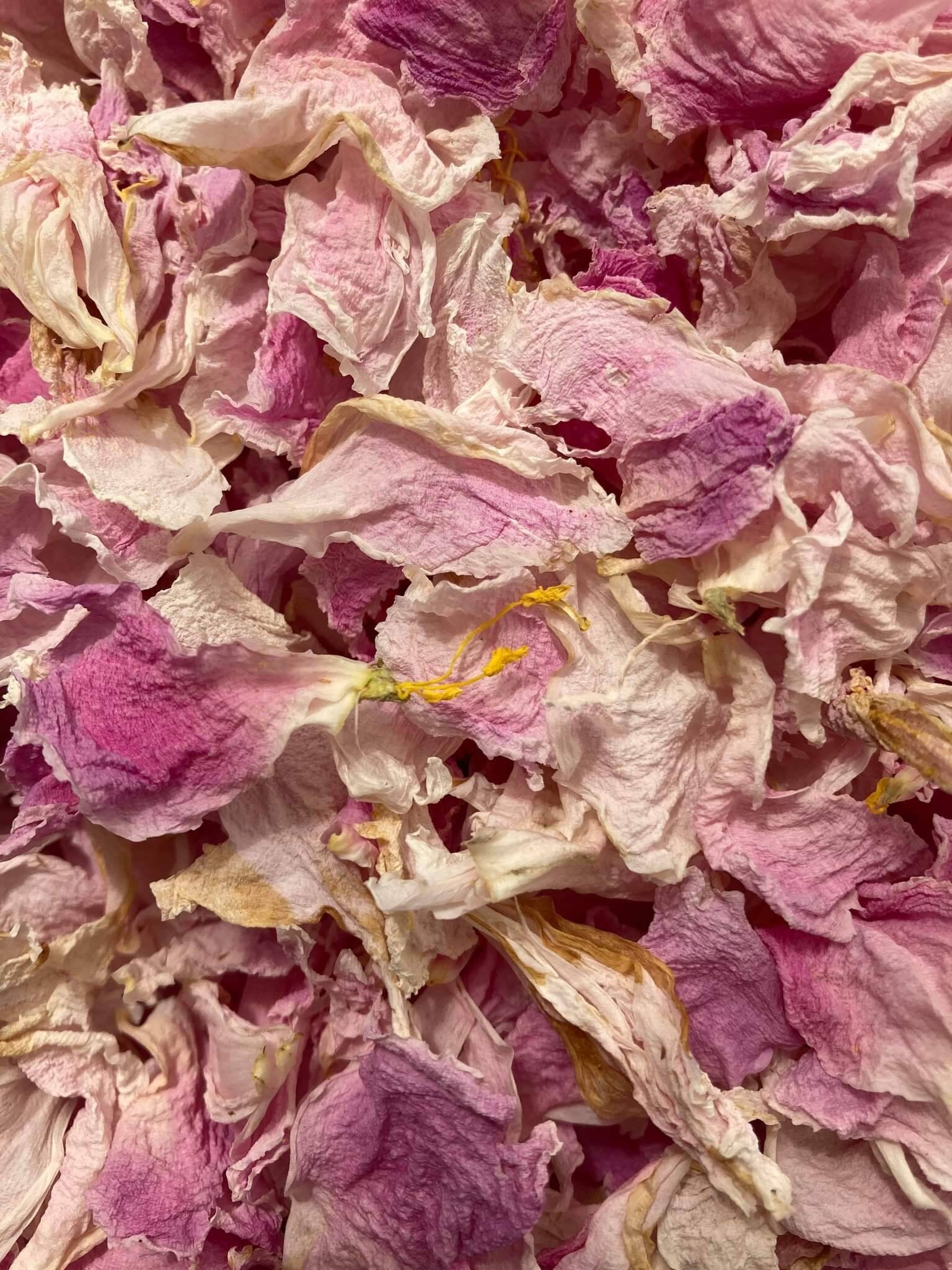 Dried Peony Petals Light Pink Etsy