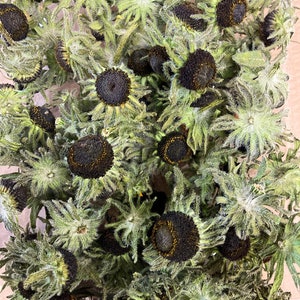 Dried rudbeckia flower heads