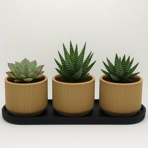 Peut inclure: Trois plantes succulentes en pot dans des jardinières beige à rainures sur un plateau noir. Les plantes succulentes ont des feuilles vertes et rougeâtres. Les jardinières sont cylindriques et présentent un design à rainures verticales.
