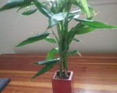 Lucky Bamboo