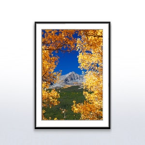 Printable Photo of Boreas Pass Aspens in Autumn, Photograph, Wall Art, Fall, Aspen, Trees, Downloadable, Instant, Print