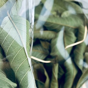 Organic Dried Guava Leaves | Whole Leaf Handmade Tea or Extract