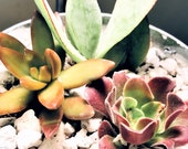 4.5 quot Live Organic Succulent Arrangement in Metal Bucket Farmhouse Rustic Living Plant Gift Pail Favor