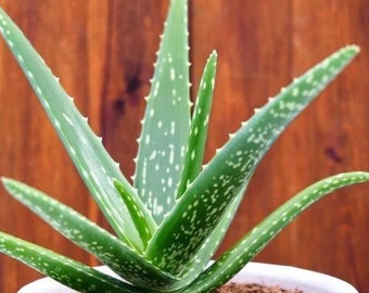 Organic Aloe Vera Barbadensis in PEAT  POT | *Edible  Medicinal Strain* Live Potted Plant Gift & Garden