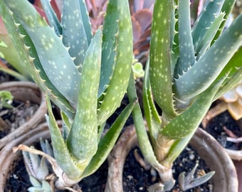 Organic Aloe "California" Hybrid Aloe Vera X Blue Elf | Live Potted Plant Gift & Garden