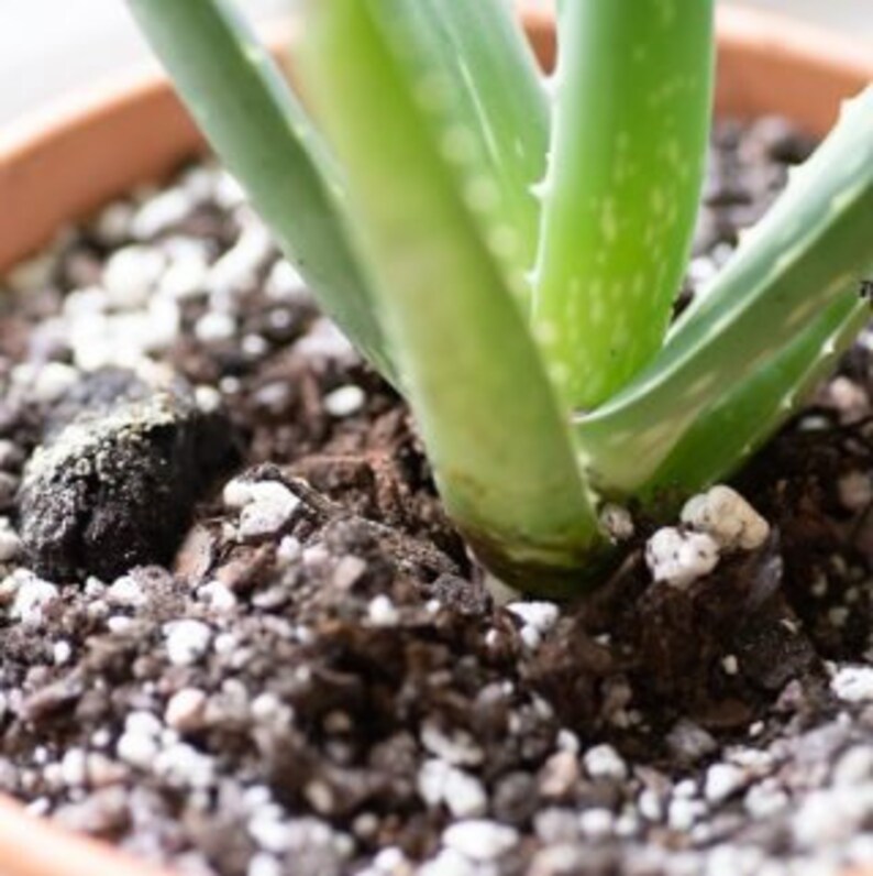 May include: Close-up of an aloe vera plant in a terracotta pot. The plant has thick, green, fleshy leaves with white spots. The soil is a mix of dark brown and white particles. The pot is unglazed and has a light brown color.