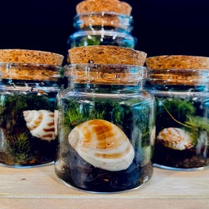 Live Moss Terrarium Jar: Botanical Apothecary Decor with Seashell or Crystal