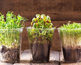 Mini Greenhouse Dome & Peat Pot Kit for Fruit, Vegetable, Herb Starter Plants Edible Garden  Grow Food