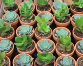 Organic Grab Bag of Rare Exotic Succulents in 3 quot Terracotta Pots Live Potted Plant Garden Gift