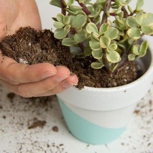 May include: A small potted succulent with green and yellow leaves. The white ceramic pot has a teal and gray painted design. A hand is adding soil to the pot.