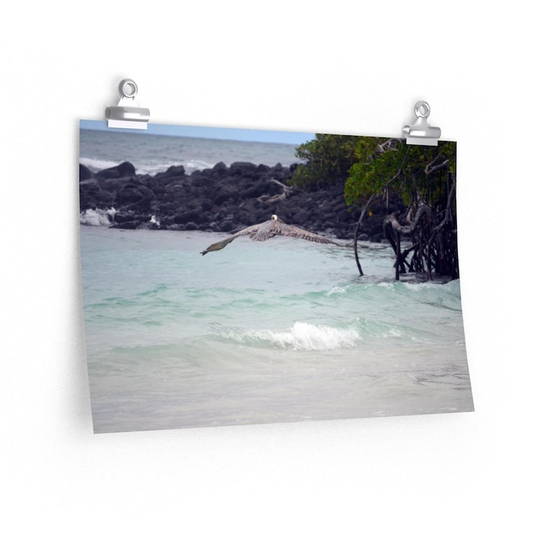 Print of Pelican flying at Tortuga Bay on Isla Santa Cruz in Galapagos Ecuador