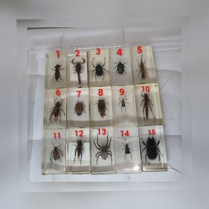 Puede incluir: Quince cuadrados de plástico transparente, cada uno con un espécimen de insecto diferente. Los cuadrados están numerados del 1 al 15. Los insectos incluyen escarabajos, arañas y un saltamontes.