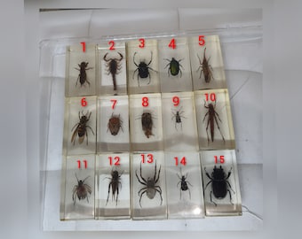 Dried Insect, Beetles, Scorpion ,Bugs ,Insects