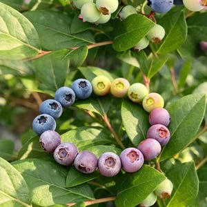 May include: A beaded bracelet featuring spherical beads colored in a gradient from pale yellow to light blue and soft purple, mimicking the appearance of ripening blueberries. The beads are arranged in a circular pattern on a flexible cord.