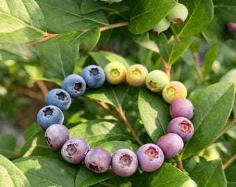 Rainbow Blueberry Bracelet, Handmade Polymer Clay Apple Bracelet, Realistic Berry Charm Bracelet, Polymer Clay Fruit Jewelry, Cute Botanical
