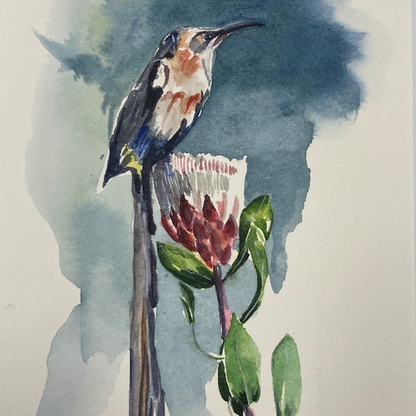 Original watercolor painting Therese Tarsiguel “Cape Sugarbird”