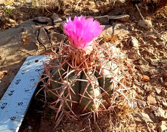 5" Echinocactus horizonthalonius, Large Eagle's claw, Turk's head cactus plant