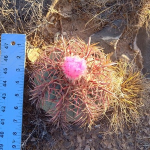 6 Echinocactus horizonthalonius, Eagle's claw, Turk's head cactus plant image 2