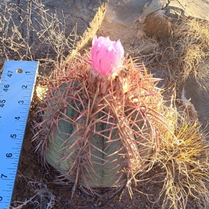 6 Echinocactus horizonthalonius, Eagle's claw, Turk's head cactus plant image 1