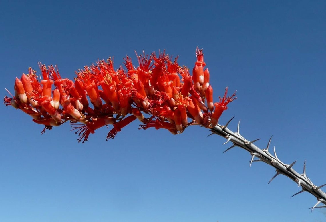 OCOTILLO CUTTINGS THREE 10 unrooted Fouquieria Etsy