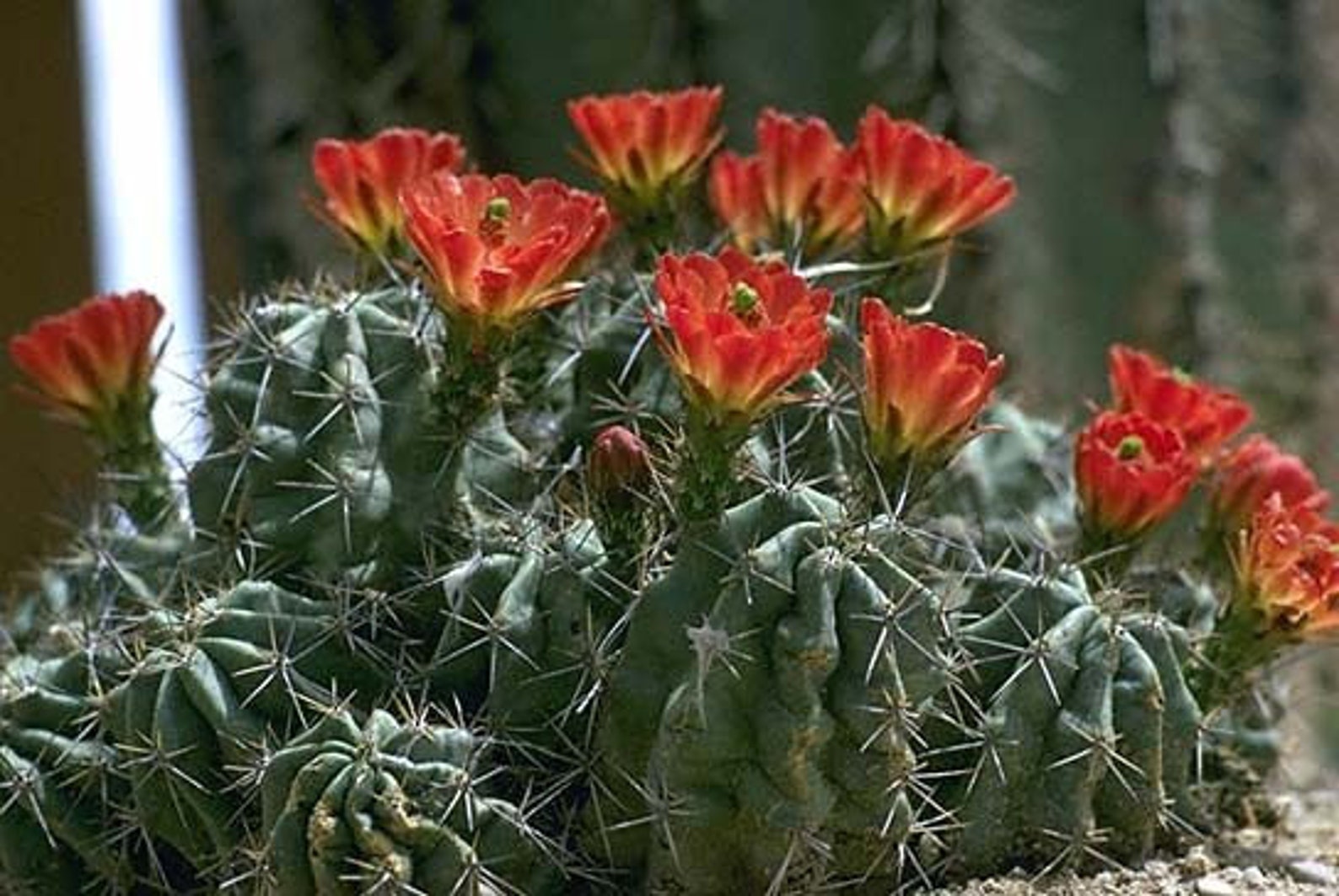 King Cup Cactus Flowering Desert Cactus Succulent Live Plant Etsy