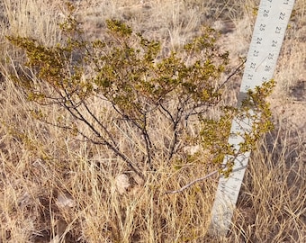 2 LARGE CREOSOTE BUSH, 1.5 to 2 Feet Tall Larrea tridentata, greasewood, Prostrate Strong Full Roots