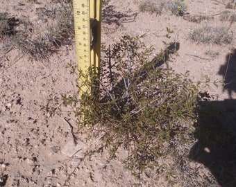 2 LIVE CREOSOTE BUSH, Larrea tridentata, greasewood, Prostrate Strong Full Roots