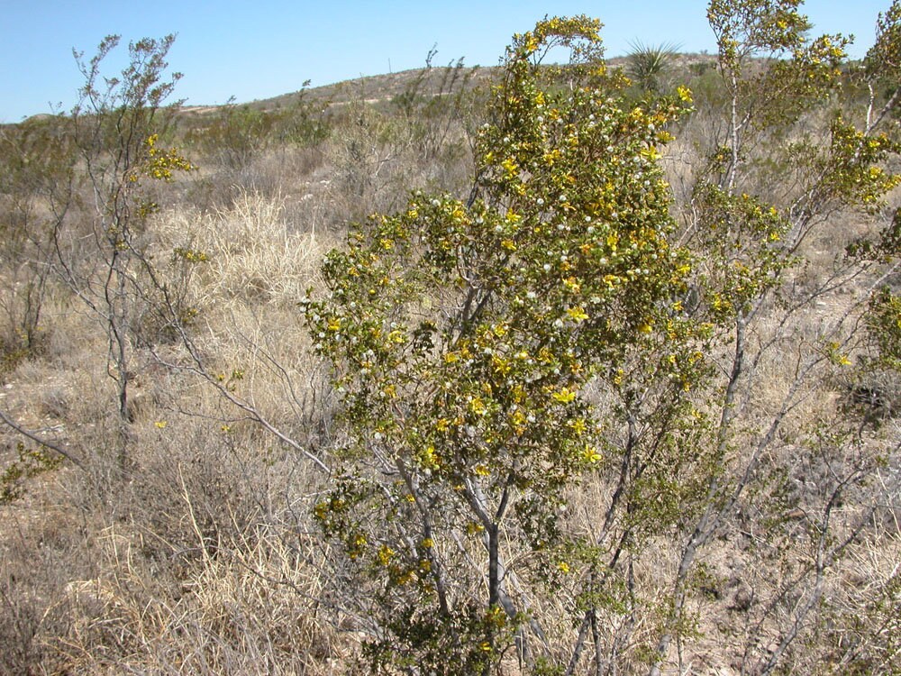 1 lb FRESH LEAVES & TWIGS *CREOSOTE BUSH *CHAPARRAL *MEDICINAL HERB*DESERT RAIN 1 lb FRESH LEAVES & TWIGS *CREOSOTE BUSH *CHAPARRAL *MEDICINAL HERB*DESERT RAIN