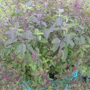 108 Fresh Tulsi LEAVES Ocimum Sanctum Tenuiflorum Shyama Krishna Tulasi Holy Basil AyurVeda Ornamental Edible USA Veteran Vaishnava Seller