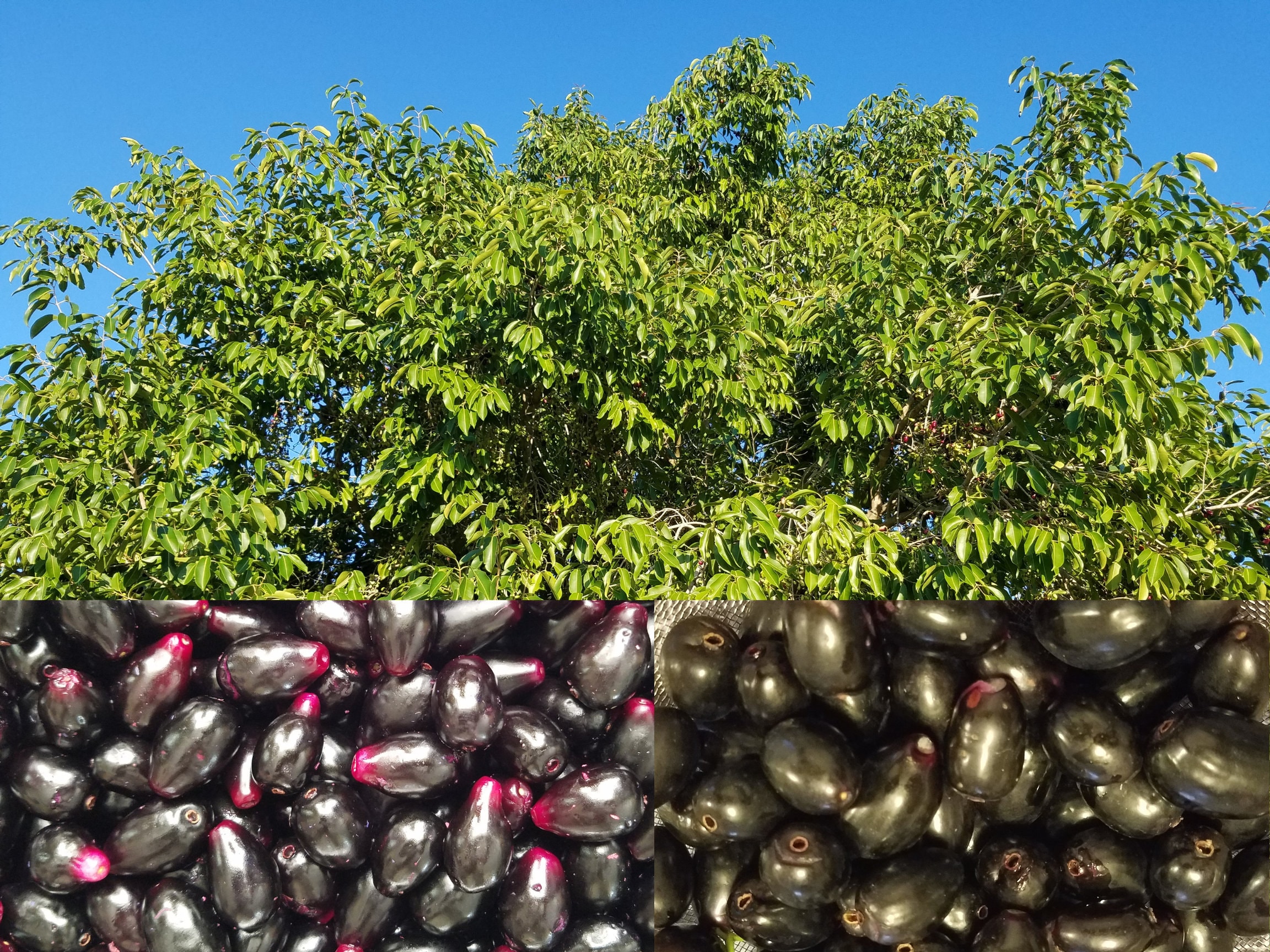 108 Fresh Jamun Leaves Syzygium Cumini Jambolana Malabar Indian Blackberry Java Plum Jambul Ayurveda Herb Etsy