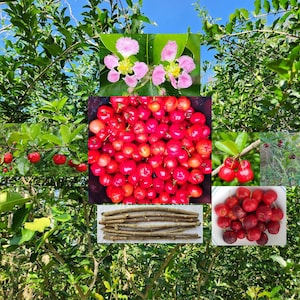 5 Acerola Cuttings Malpighia Emarginata Barbados West Indian Cherry SuperFood Multi Purpose Ornamental Edible Privacy Fruit tree Fence