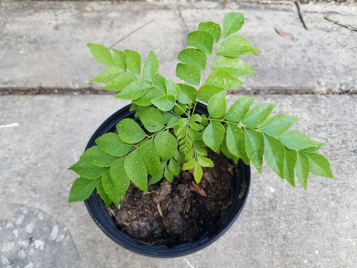 CURRY Leaf Starter Plant Murraya Koenigii Sweet Neem Curry Etsy