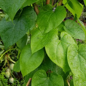 5 Giloy CUTTINGs Guduchi Tinospora Cordifolia AyurVeda Topmost Traditional medicinal herbal vine image 3