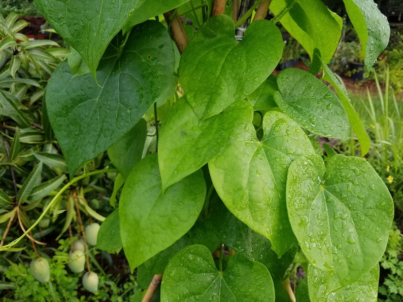 5 Giloy CUTTINGs Guduchi Tinospora Cordifolia AyurVeda Topmost Traditional medicinal herbal vine image 3