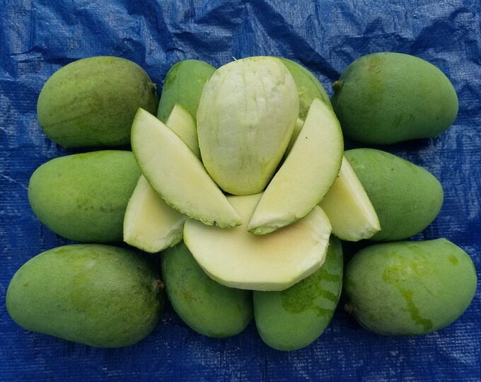 10 Lbs KESAR Fresh GREEN Sour Mango for Making Chutney Pickle Mangifera