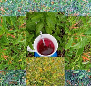 18 Justicia Spicigera Cuttings Muitle Muicle Traditional Herbal Plant orange flowers attract hummingbirds & butterflies Ornamental Edible