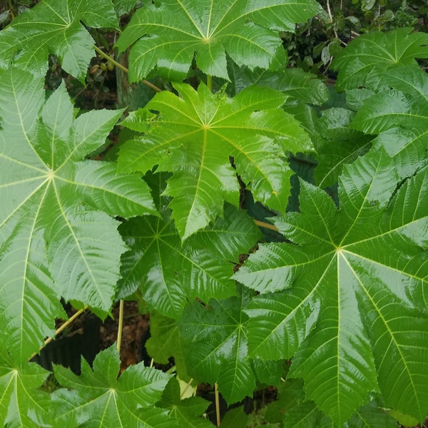 8 FRESH Castor LEAVES Ricinus Communis Erandmool Erand