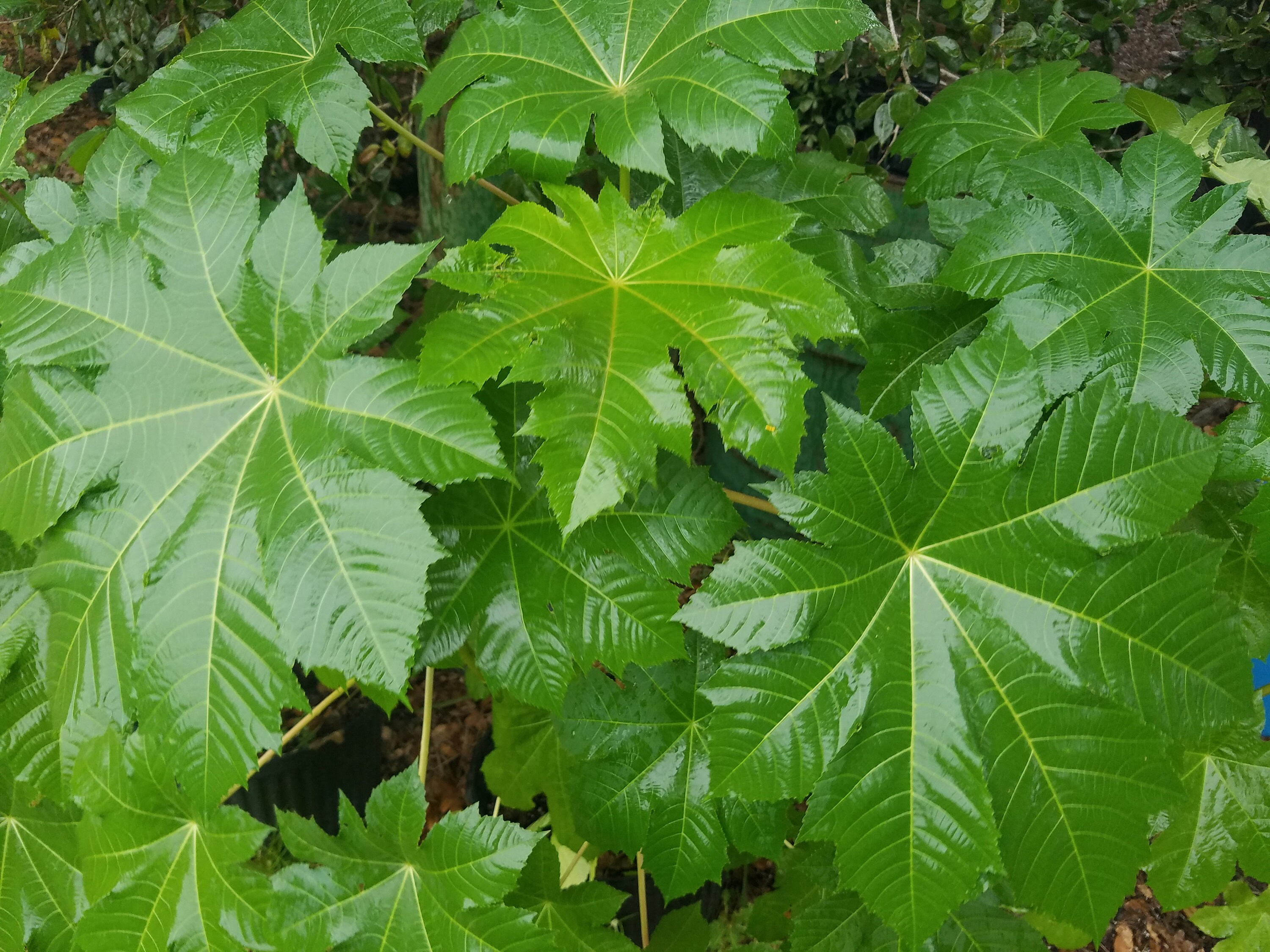 8 FRESH Castor LEAVES Ricinus Communis Erandmool Erand - Etsy