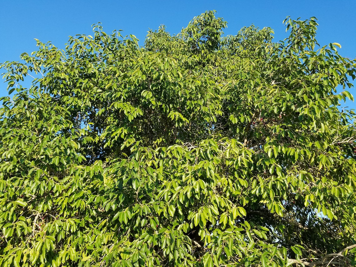 75 Fresh Jamun Leaves Syzygium Cumini Jambolana Malabar Indian Etsy