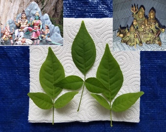 33 Bilva Patra LEAVES Aegle Marmelos Bael Bel Patra Bhagavan Shiva favorite Sacred Tree Om Parvati Shivay Ship USPS Priority Mail Express