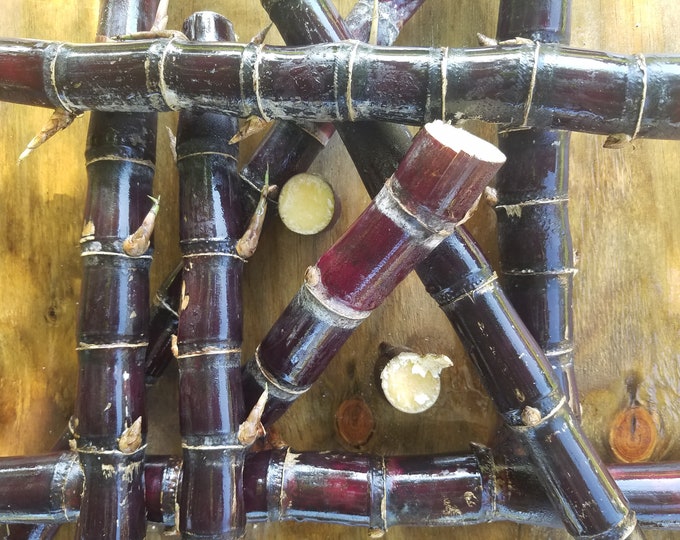 Asian Black Sugarcane Starter Plant Edible Ornamental Saccharum Officinarum Aka Vietnamese Black