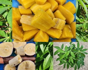 Golden YELLOW Cassava Plant Manihot Esculenta RARE Yuca Tapioca Casabe Manioc Edible Ornamental