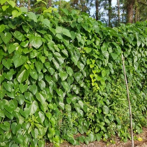 5 Giloy CUTTINGs Guduchi Tinospora Cordifolia AyurVeda Topmost Traditional medicinal herbal vine image 2