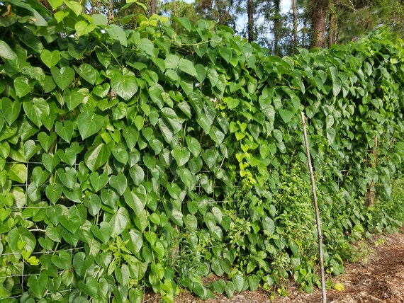 3 Lbs Fresh Giloy Cuttings Guduchi Tinospora Cordifolia Ayurveda Topmost  Traditional Medicinal Herbal Vine - Etsy
