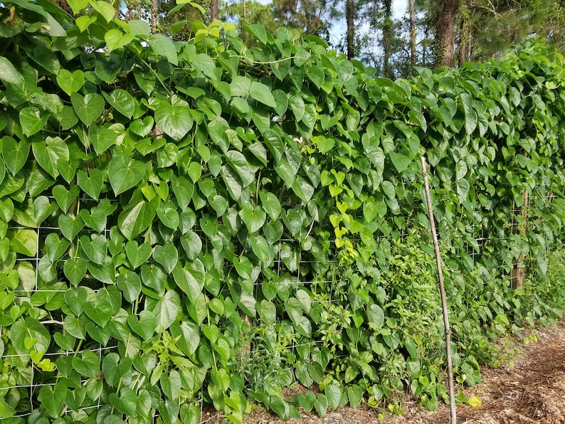 5 Giloy CUTTINGs Guduchi Tinospora Cordifolia AyurVeda Topmost Traditional medicinal herbal vine image 2