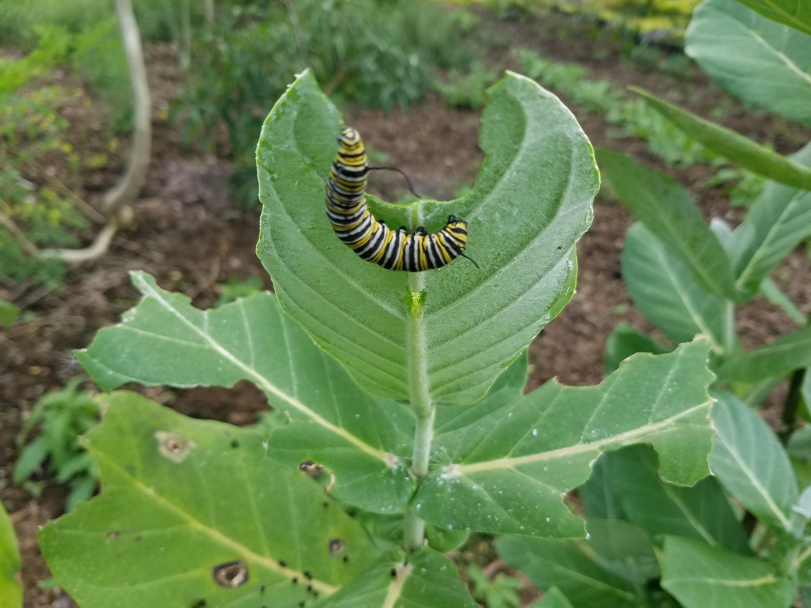 5 CUTTINGs Giant Milkweed Calotropis Gigantea Madar Mudar Arka Etsy