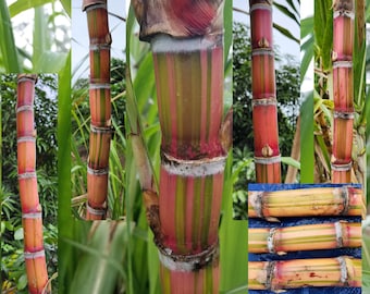 5 Cuttings Multi Color Hawaiian SugarCane Tasty multipurpose Edible Ornamental Kō Rare Unique Saccharum Officinarum