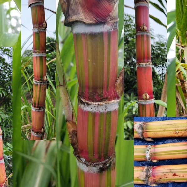 3 Cuttings Multi Color Hawaiian SugarCane Tasty multipurpose Edible Ornamental Kō Rare Unique Saccharum Officinarum